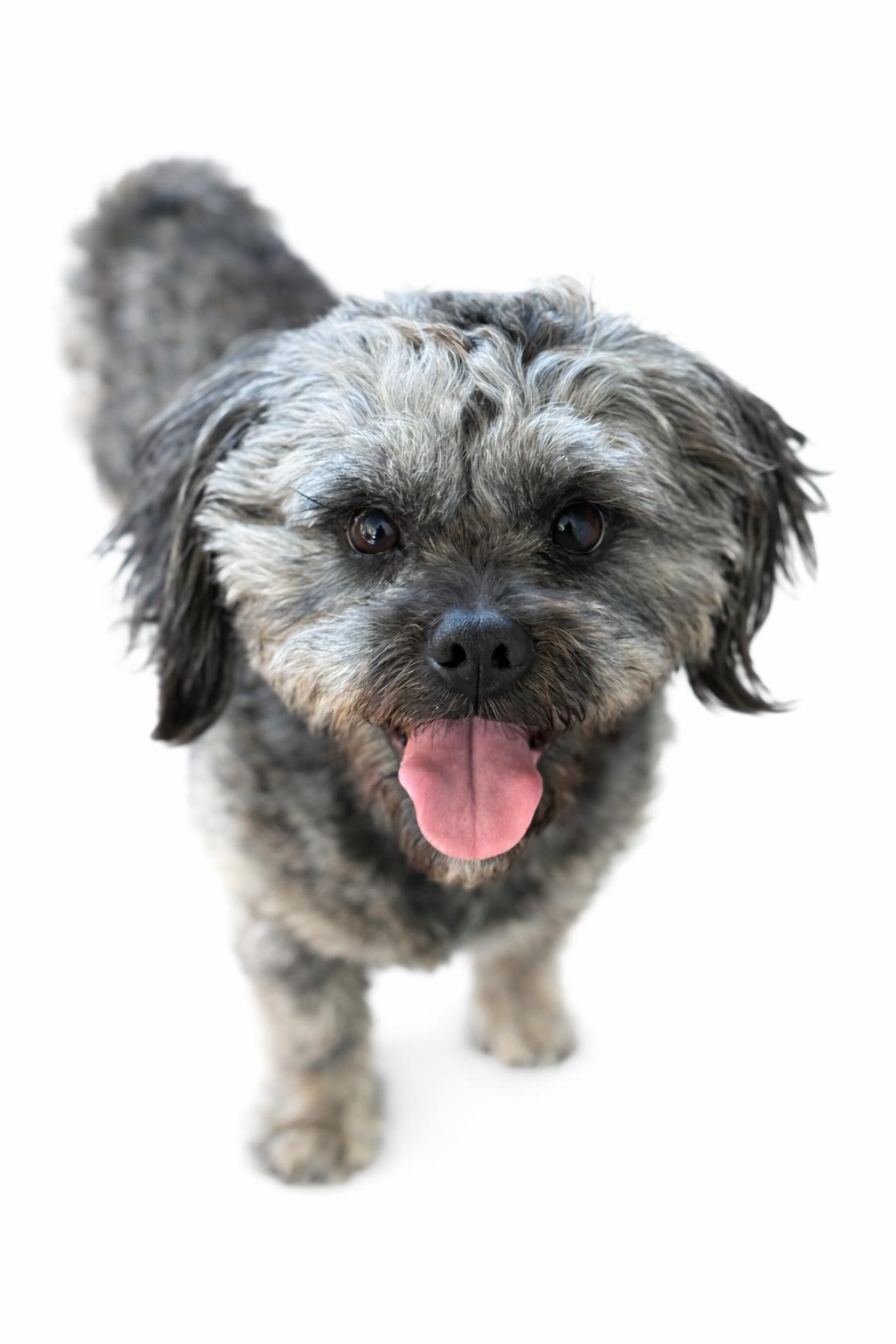 Enlarge Paxton , an adoptable Shih Tzu in SYLVANIA, GA image 1/6