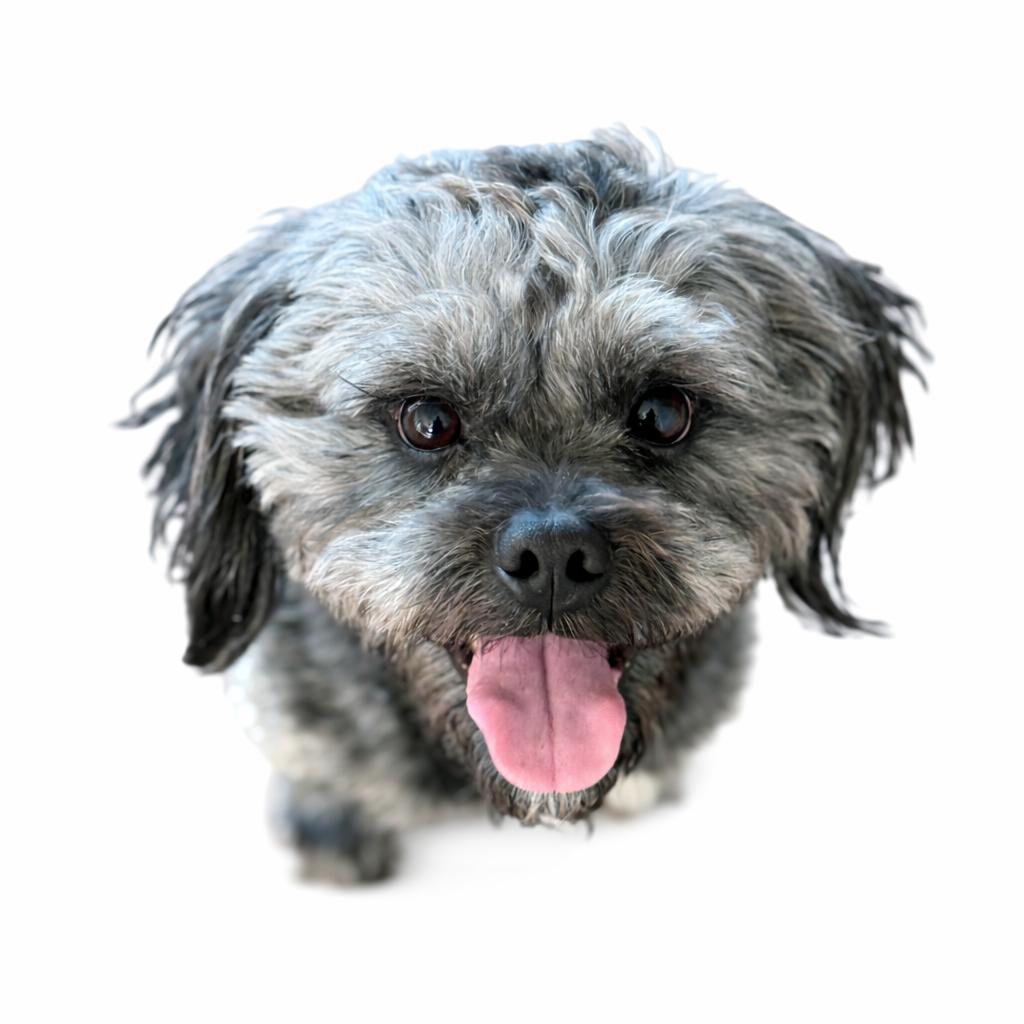 Enlarge Paxton , an adoptable Shih Tzu in SYLVANIA, GA image 2/6