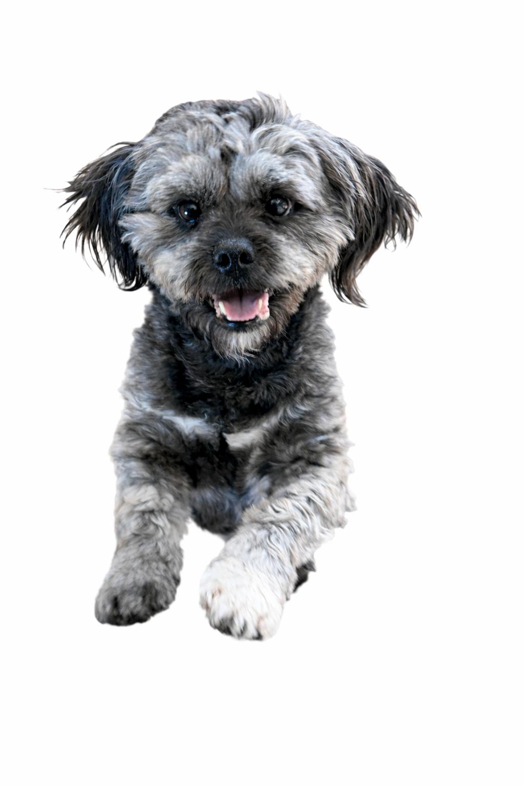 Enlarge Paxton , an adoptable Shih Tzu in SYLVANIA, GA image 3/6