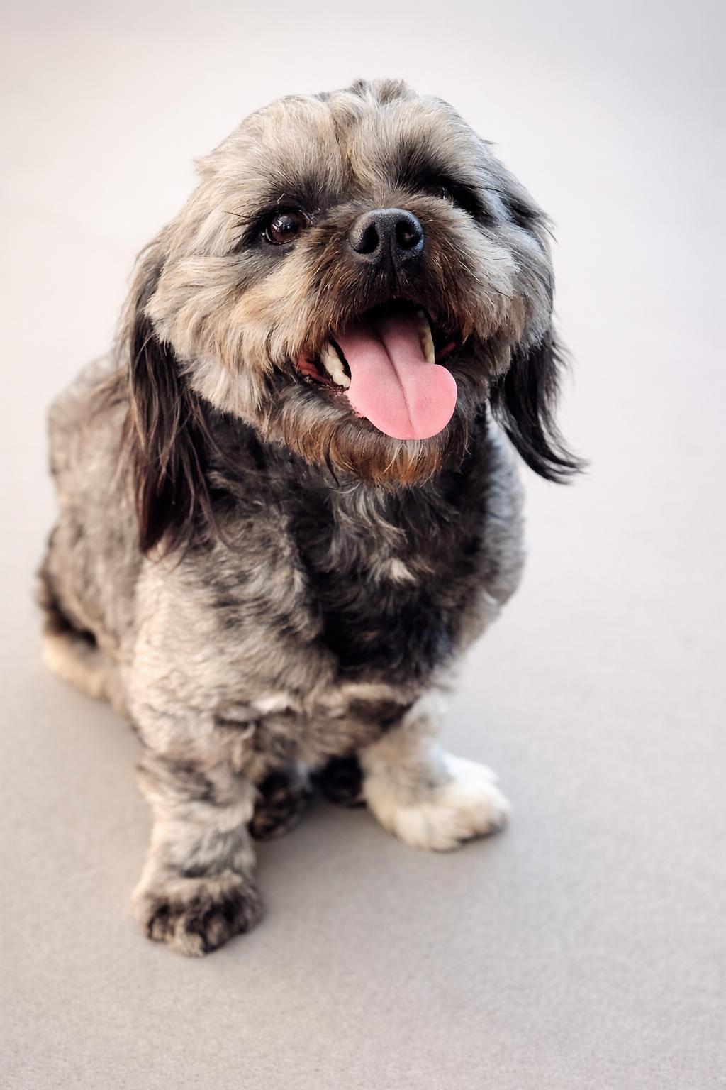 Enlarge Paxton , an adoptable Shih Tzu in SYLVANIA, GA image 4/6