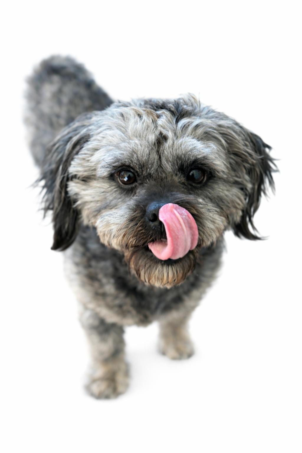 Enlarge Paxton , an adoptable Shih Tzu in SYLVANIA, GA image 5/6