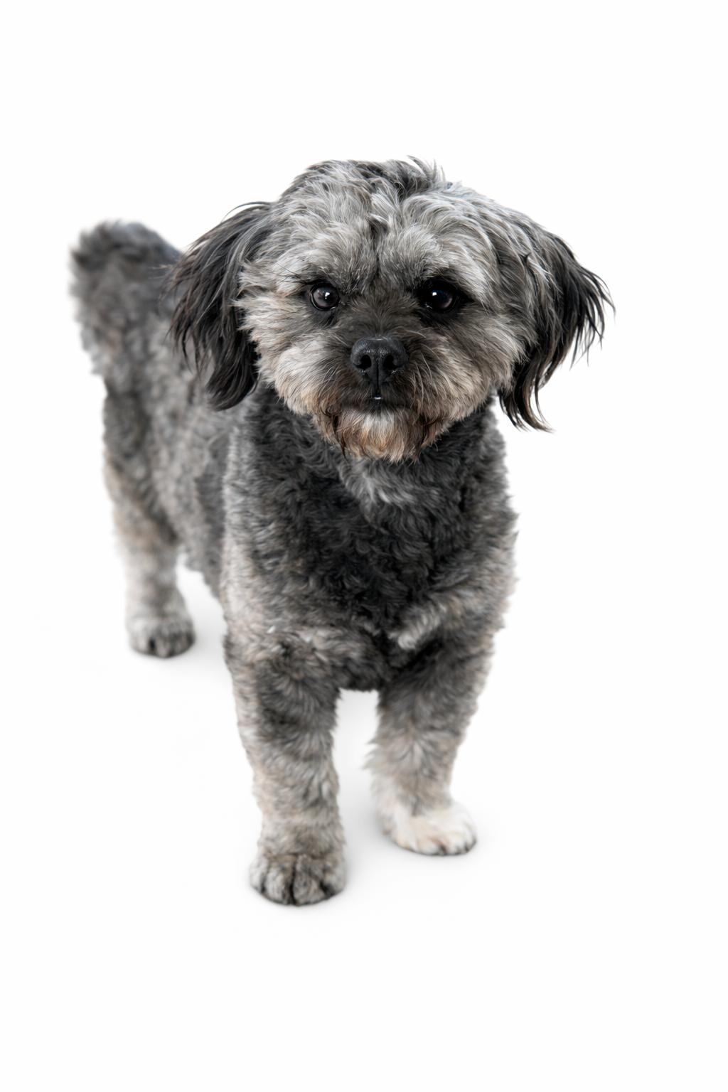 Enlarge Paxton , an adoptable Shih Tzu in SYLVANIA, GA image 6/6