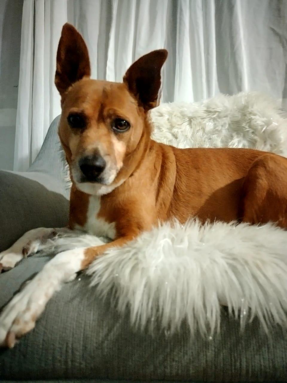 Enlarge Ben available at Charlie's Little Dog House, a ADOPTABLE mixed breed in PORTLAND, OR image 1/2