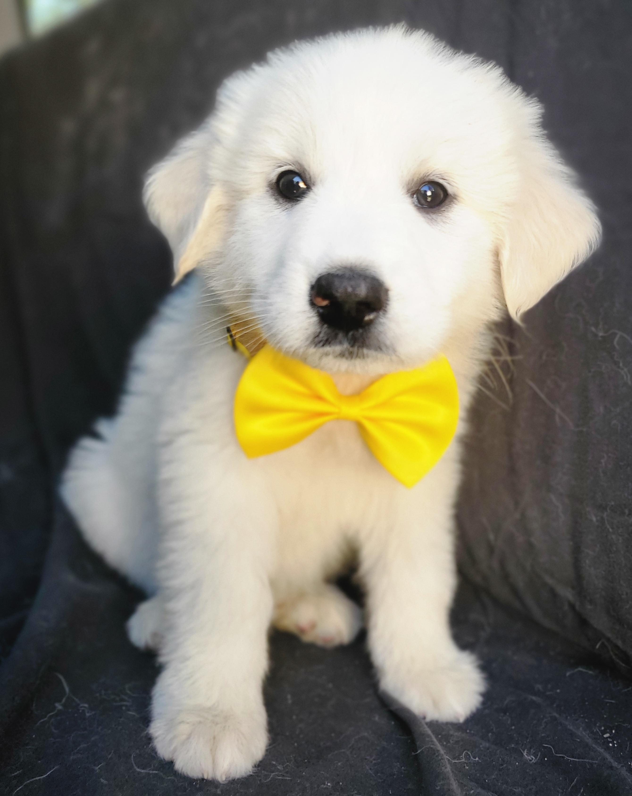 Willow, Adoptable, Puppy Female Great Pyrenees & Mixed Breed.