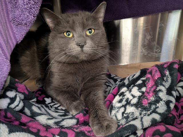 RODNEY, Adoptable, Adult Male Domestic Short Hair.