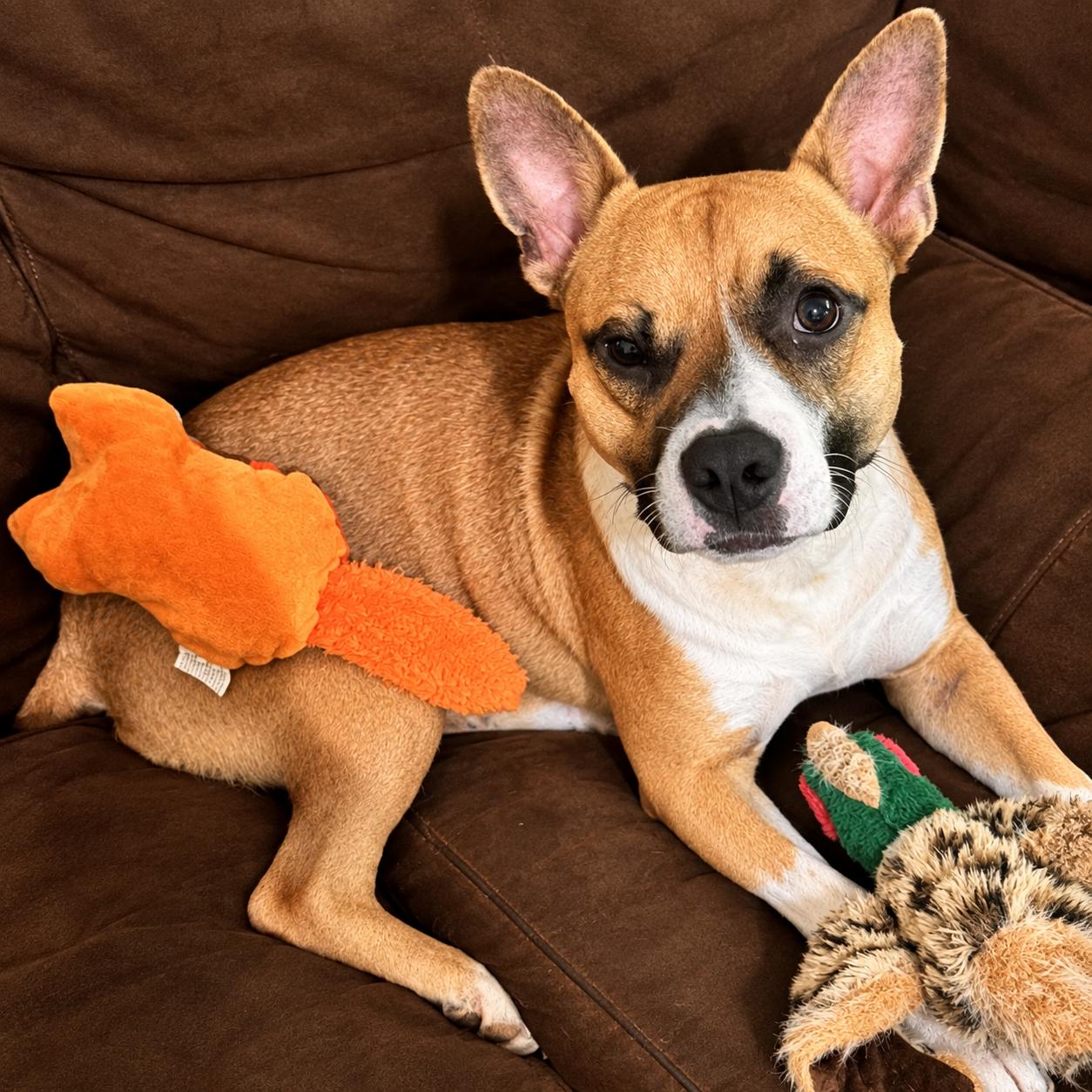 George, Adoptable, Adult Male Chihuahua.