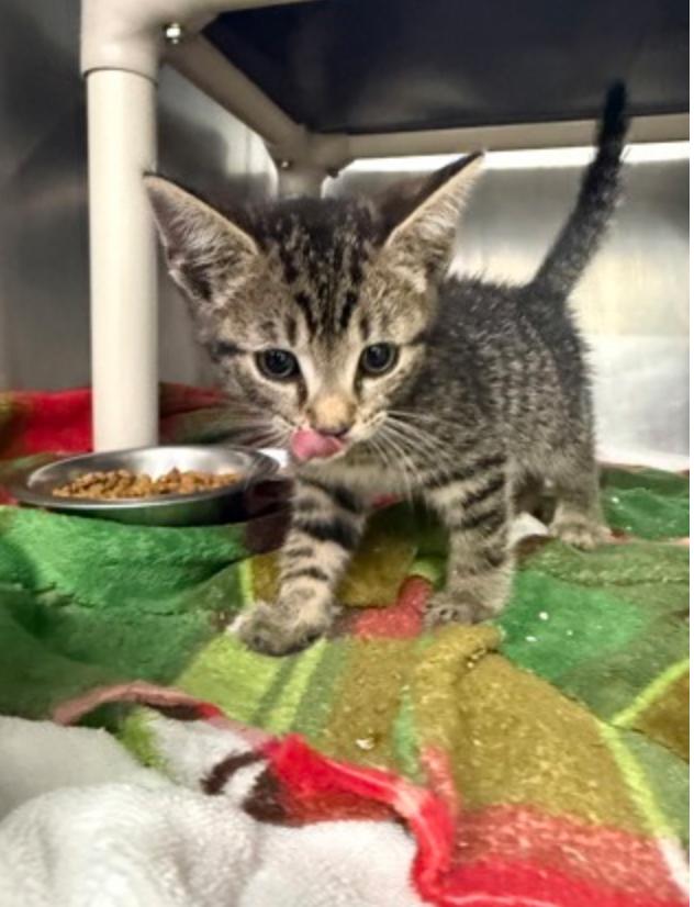 Lepurr James, adopted, Young Male Domestic Short Hair.