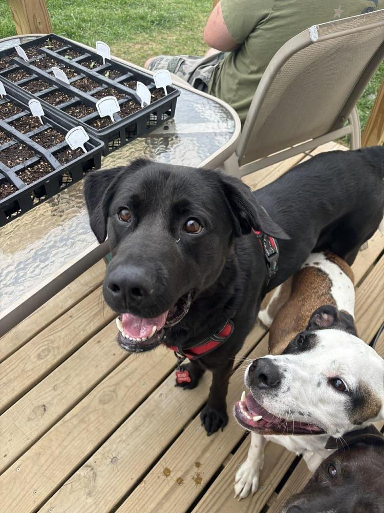 Rowdy, Adoptable, Young Male Labrador Retriever & Shepherd.