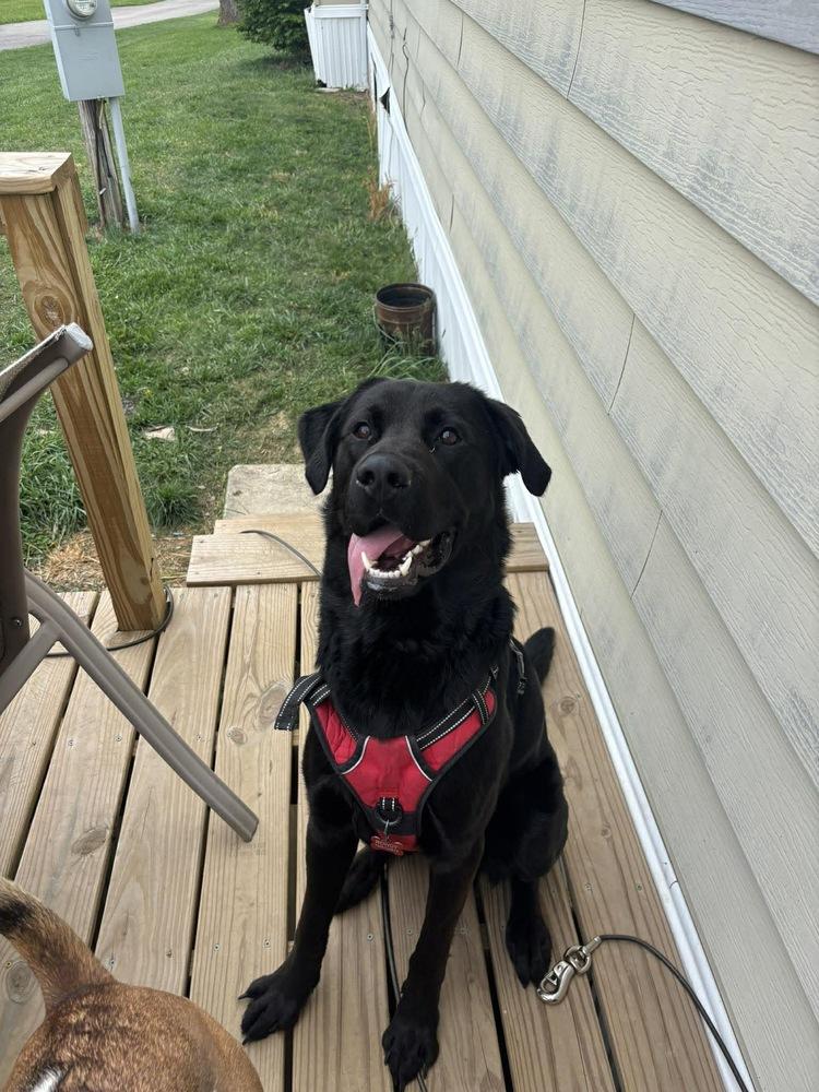 Enlarge Rowdy, a Adoptable mixed breed in Jefferson Hills, PA image 3/3