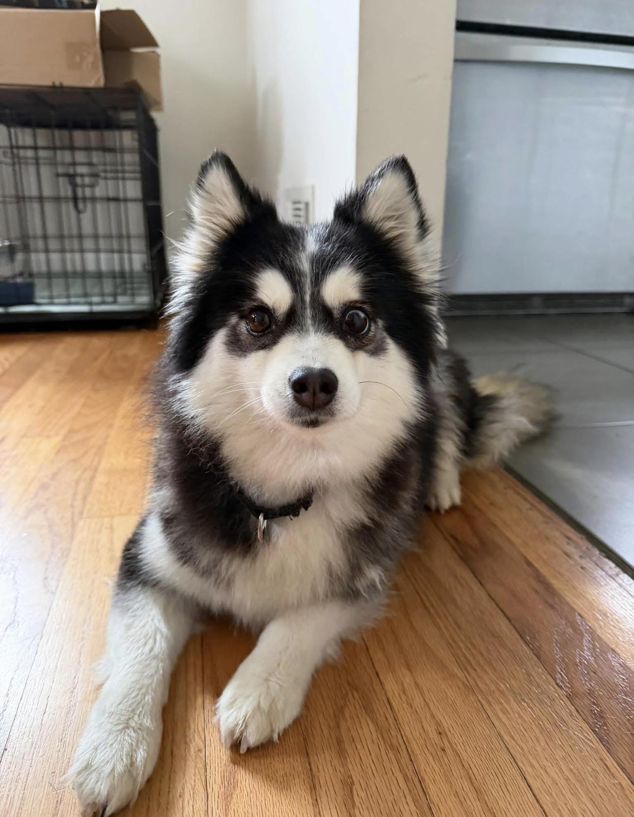 Olive, an adoptable Pomsky in Kutztown, PA image 1/5