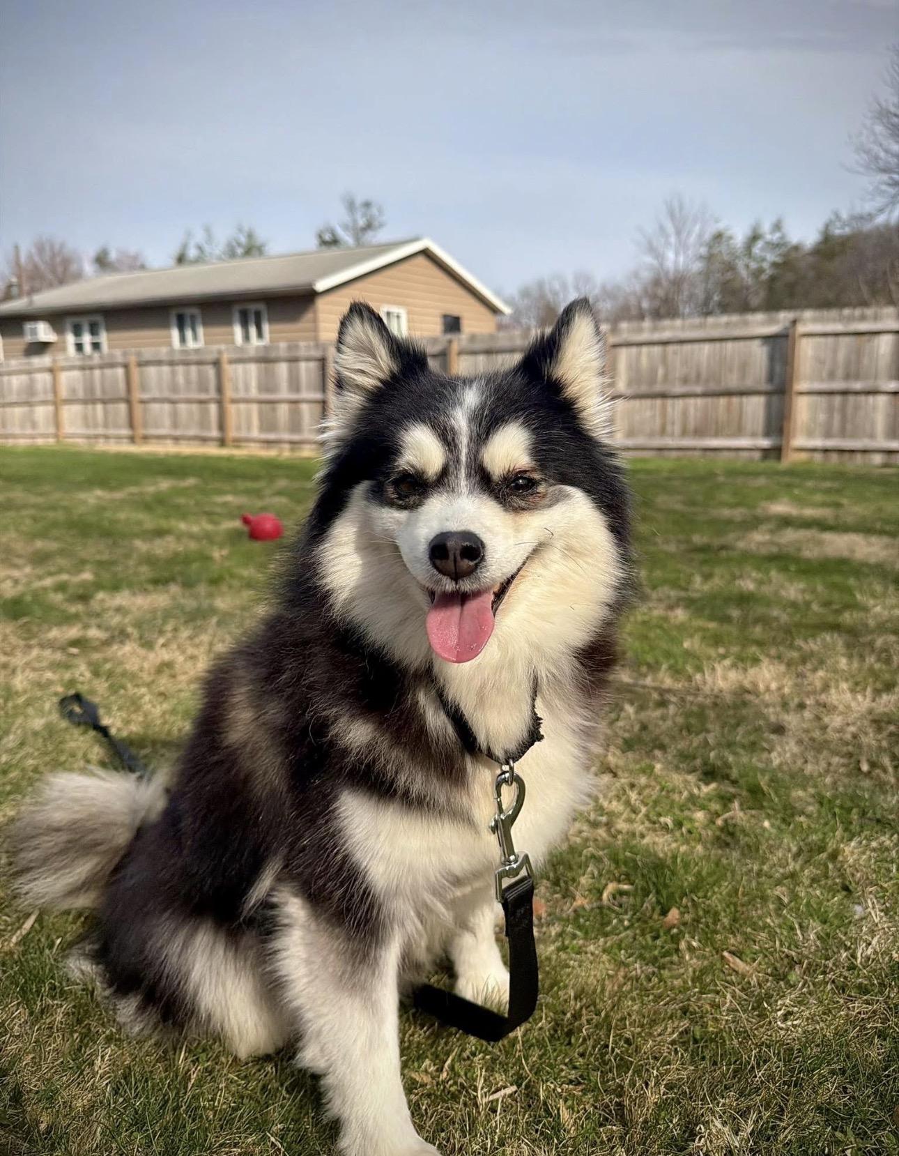 Olive, an adoptable Pomsky in Kutztown, PA image 2/5