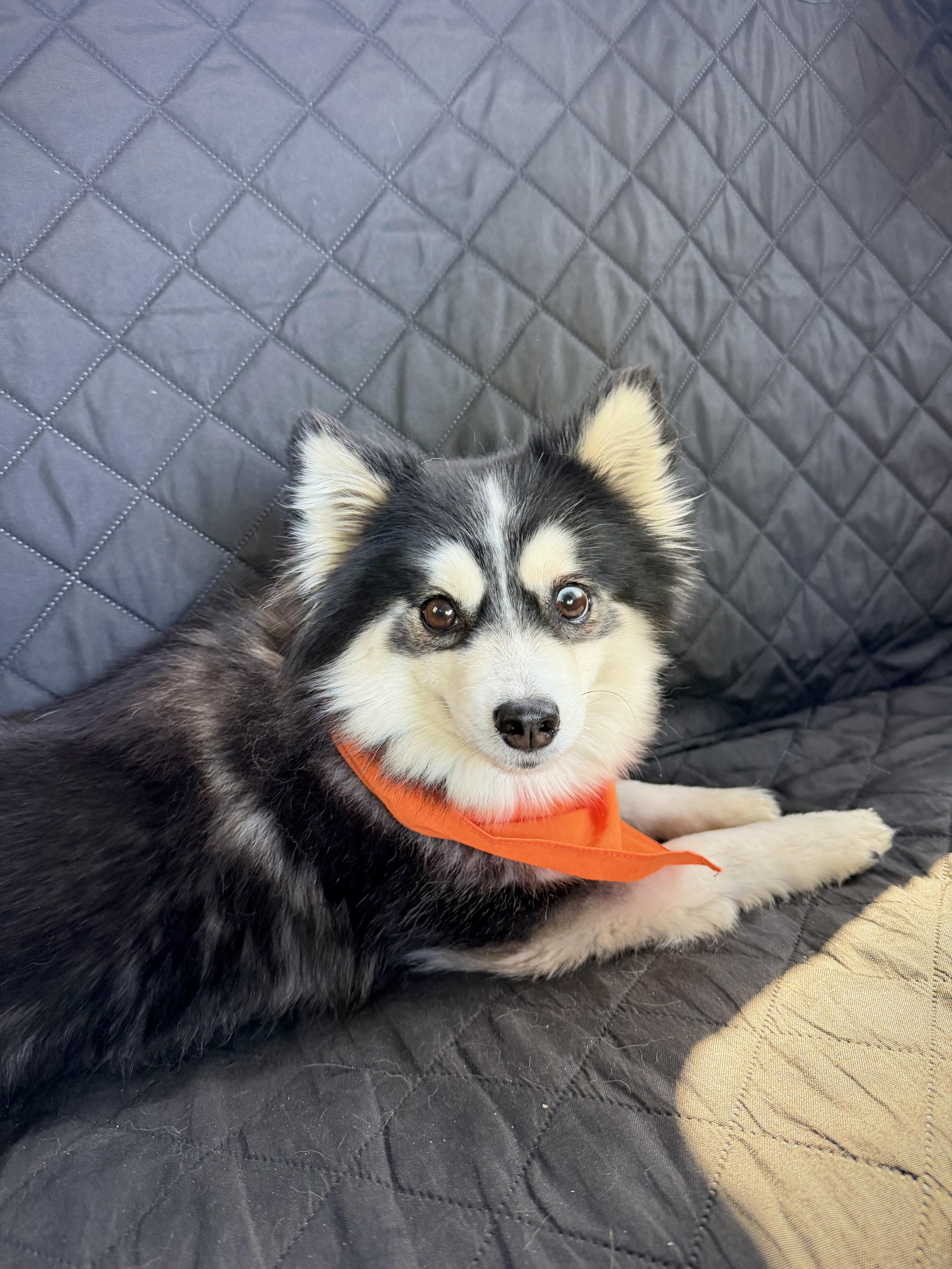 Olive, an adoptable Pomsky in Kutztown, PA image 4/5