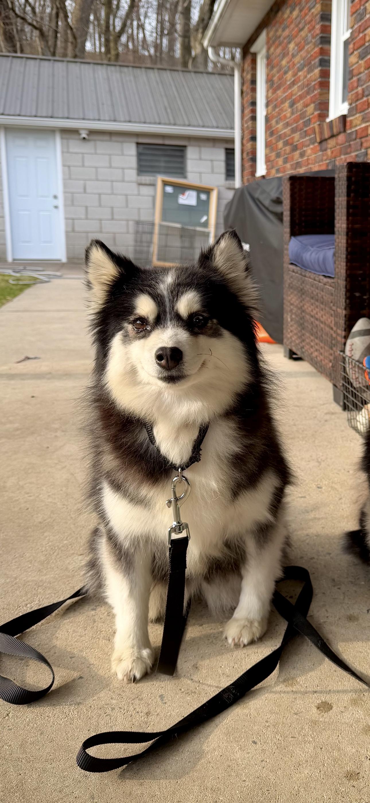 Olive, an adoptable Pomsky in Kutztown, PA image 5/5