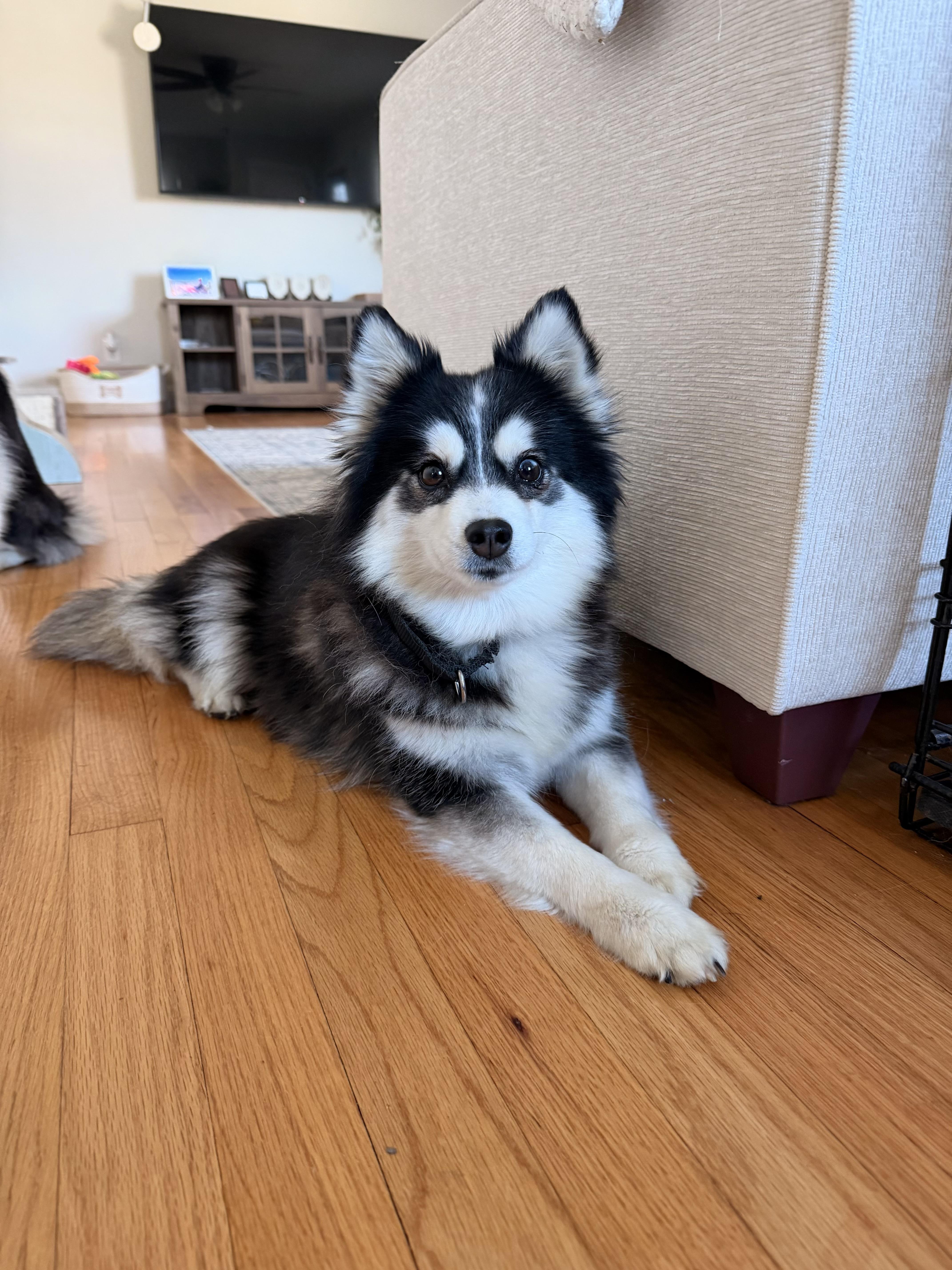 Olive, an adoptable Pomsky in Kutztown, PA image 3/5