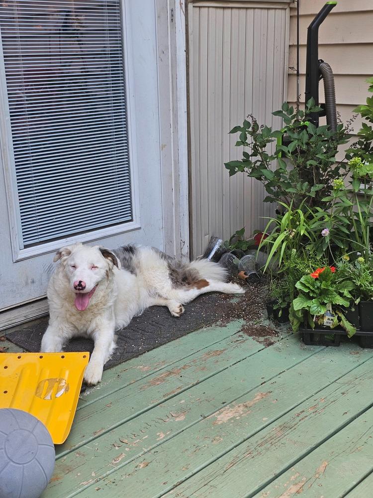 Purple Allium, Adoptable, Young Female Border Collie.