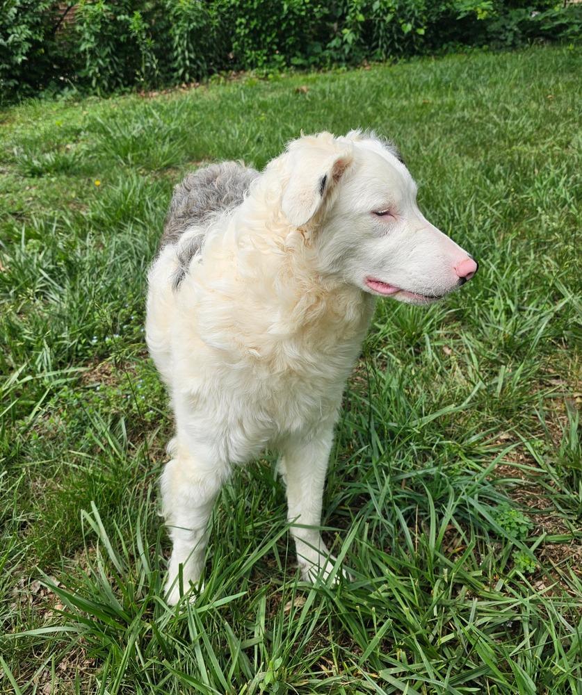 Purple Allium, a Adoptable Border Collie in Troy, VA image 2/2