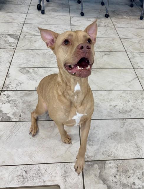 Enlarge LADY, a Adoptable Staffordshire Bull Terrier in Kalamazoo, MI image 1/1