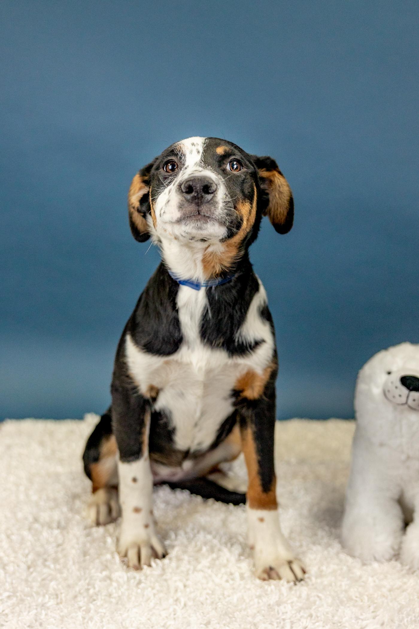 Enlarge 21-26 Nevada, a ADOPTABLE mixed breed in Brighton, CO image 1/1