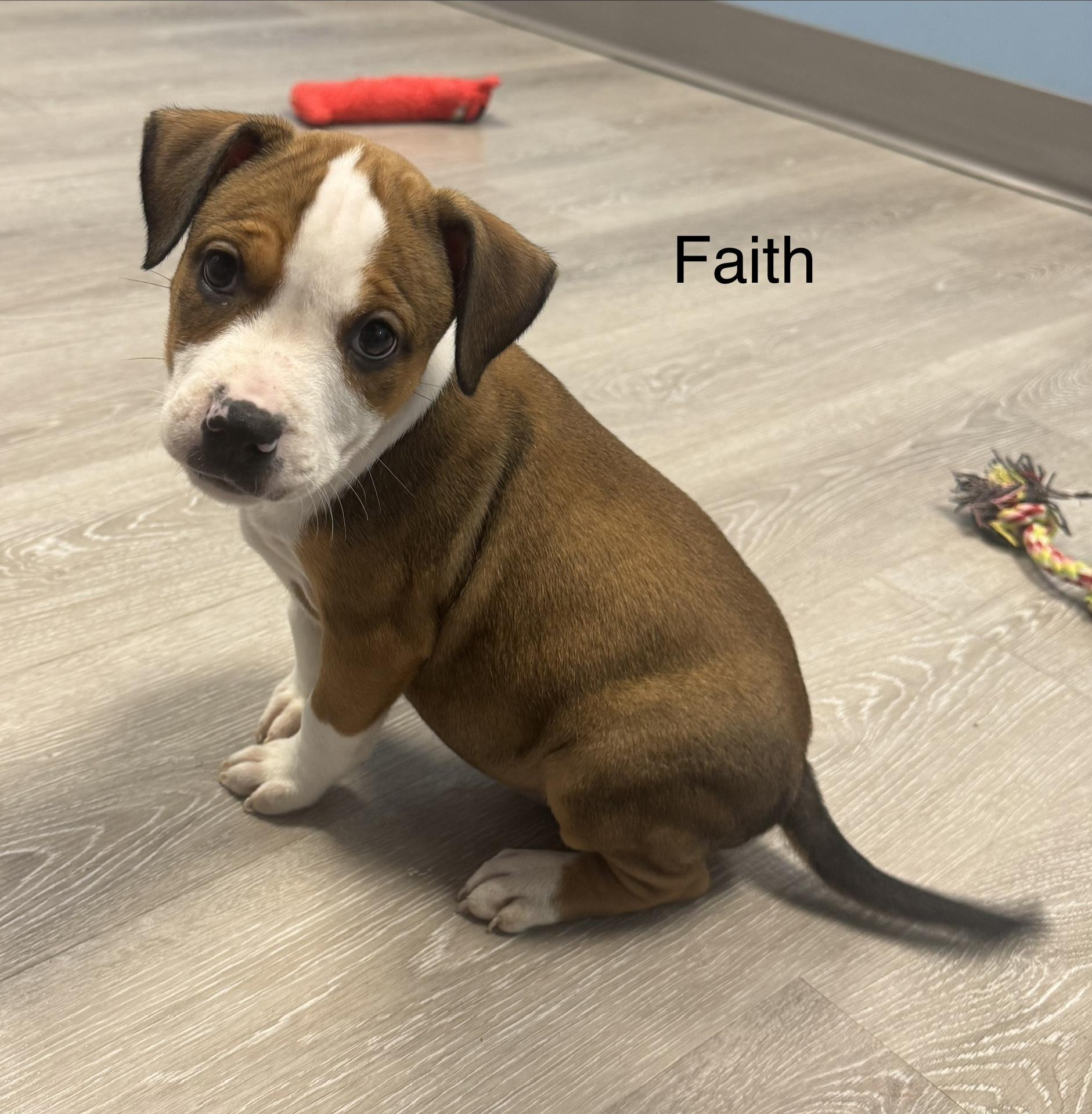 Enlarge Faith, a Adopted Pit Bull Terrier in Ulster, PA image 1/1