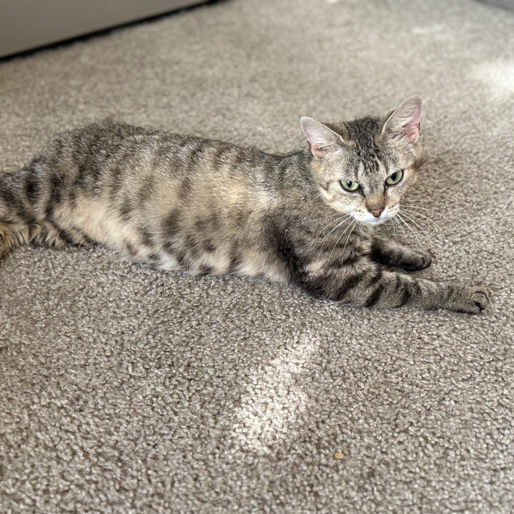 Beany Boo, Adoptable, Adult Female Domestic Medium Hair.