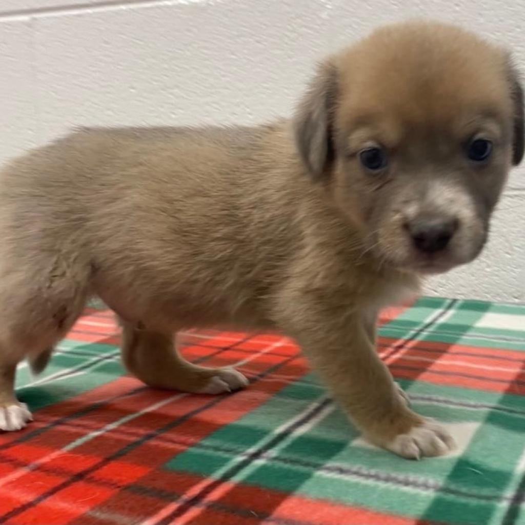 Enlarge Copper, a Adoptable mixed breed in Rocky Mount, VA image 1/3