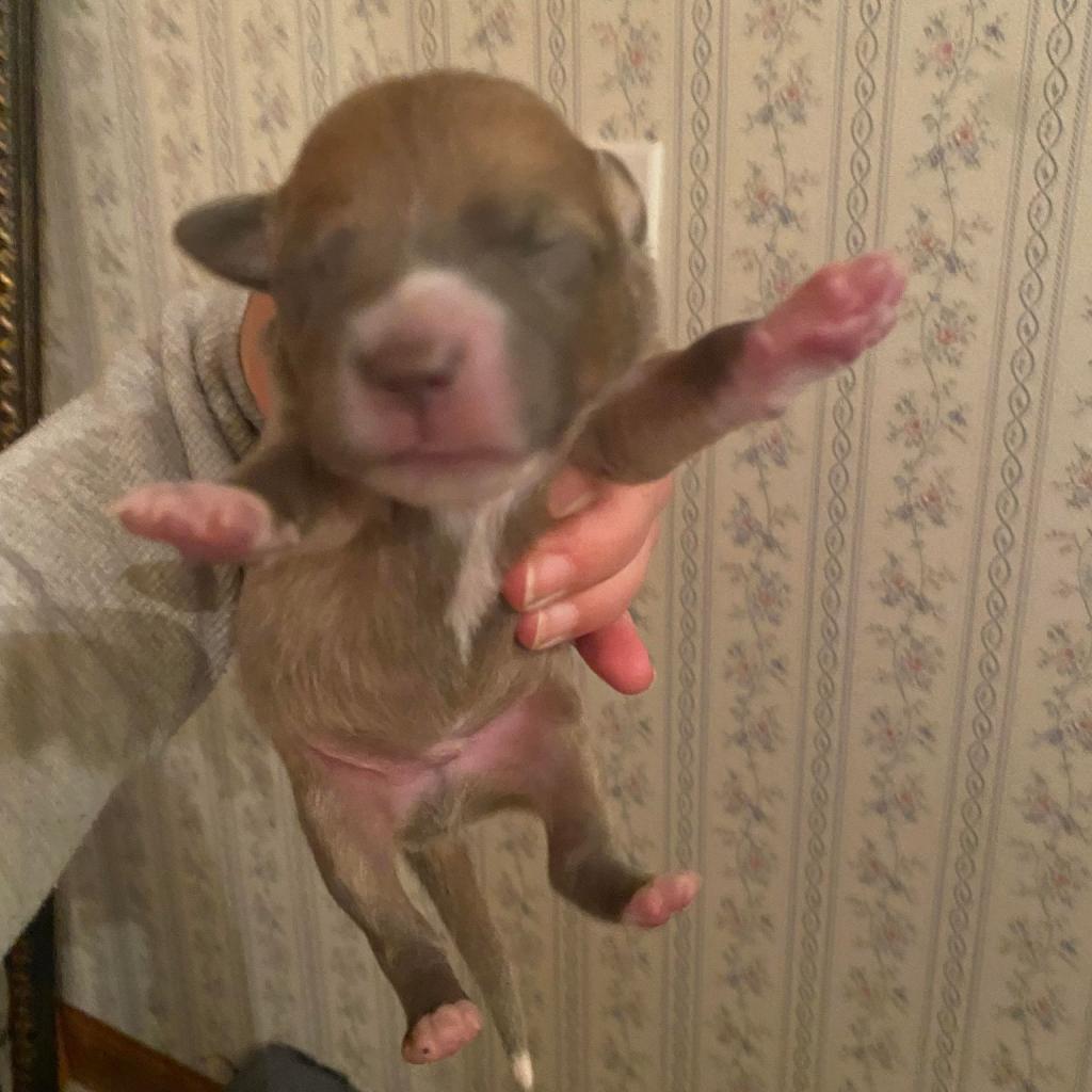 Enlarge Copper, a Adoptable mixed breed in Rocky Mount, VA image 2/3