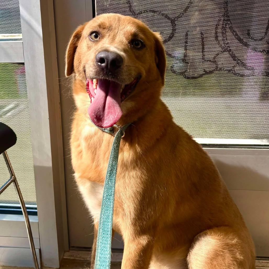 Enlarge Copper, a Adoptable mixed breed in Rocky Mount, VA image 3/3