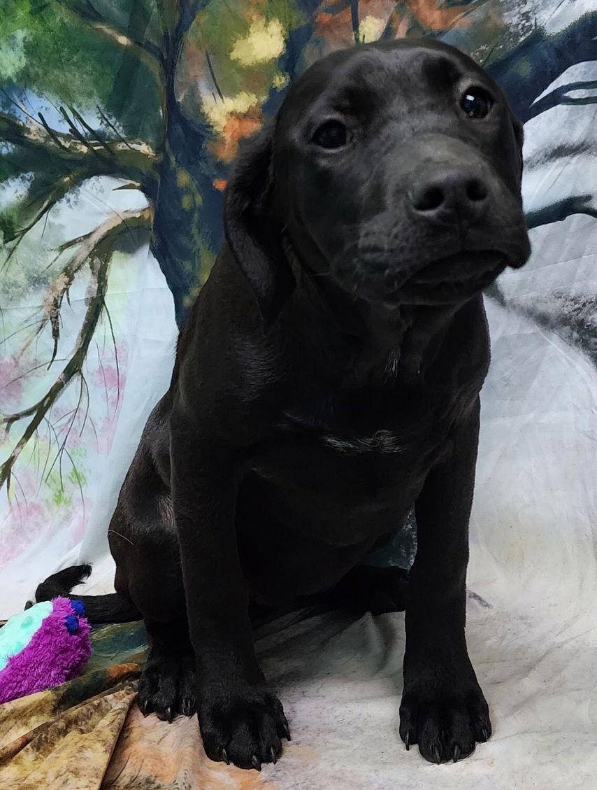 260094 Gin — thumbnail 2