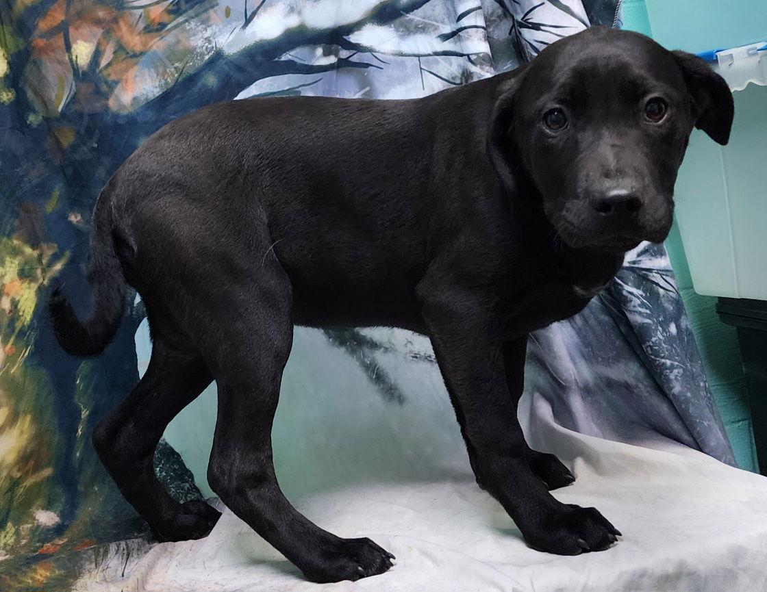 260094 Gin — thumbnail 3