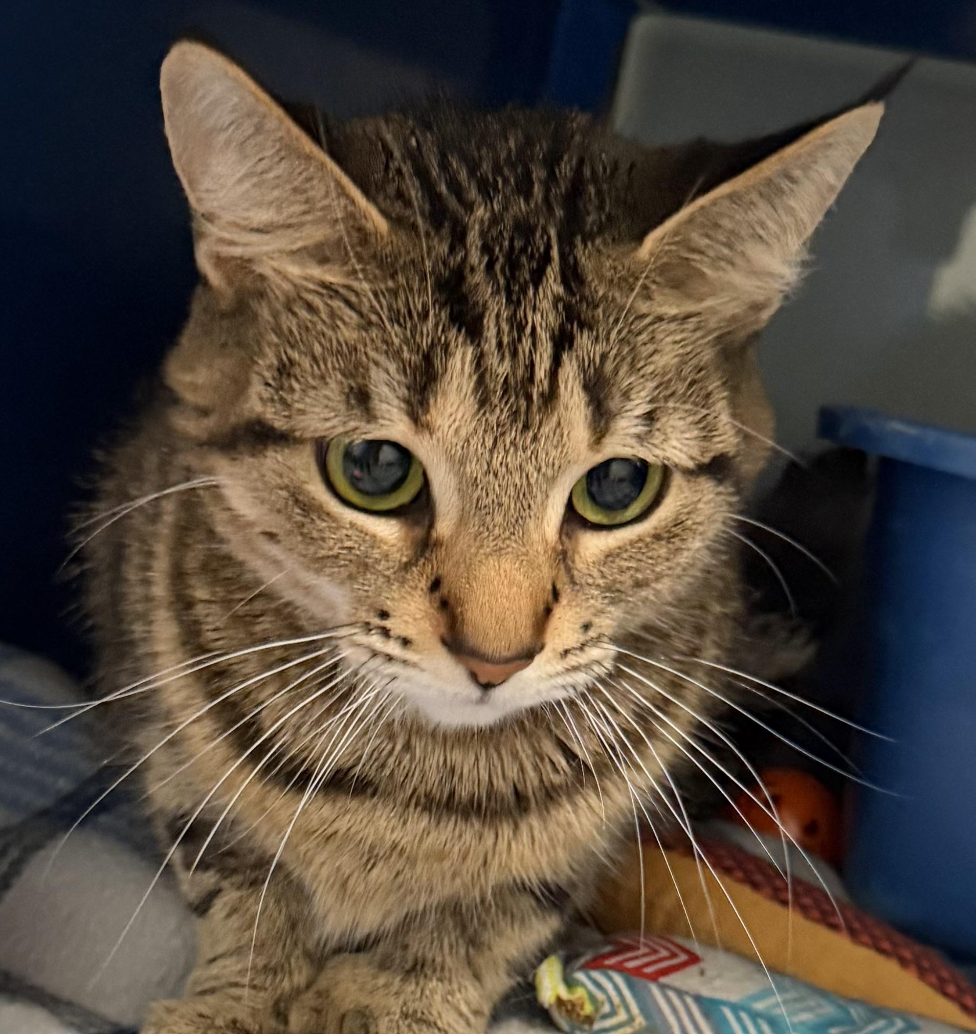 Enlarge Rosie, a Adoptable Domestic Short Hair in Sault Sainte Marie, MI image 3/3
