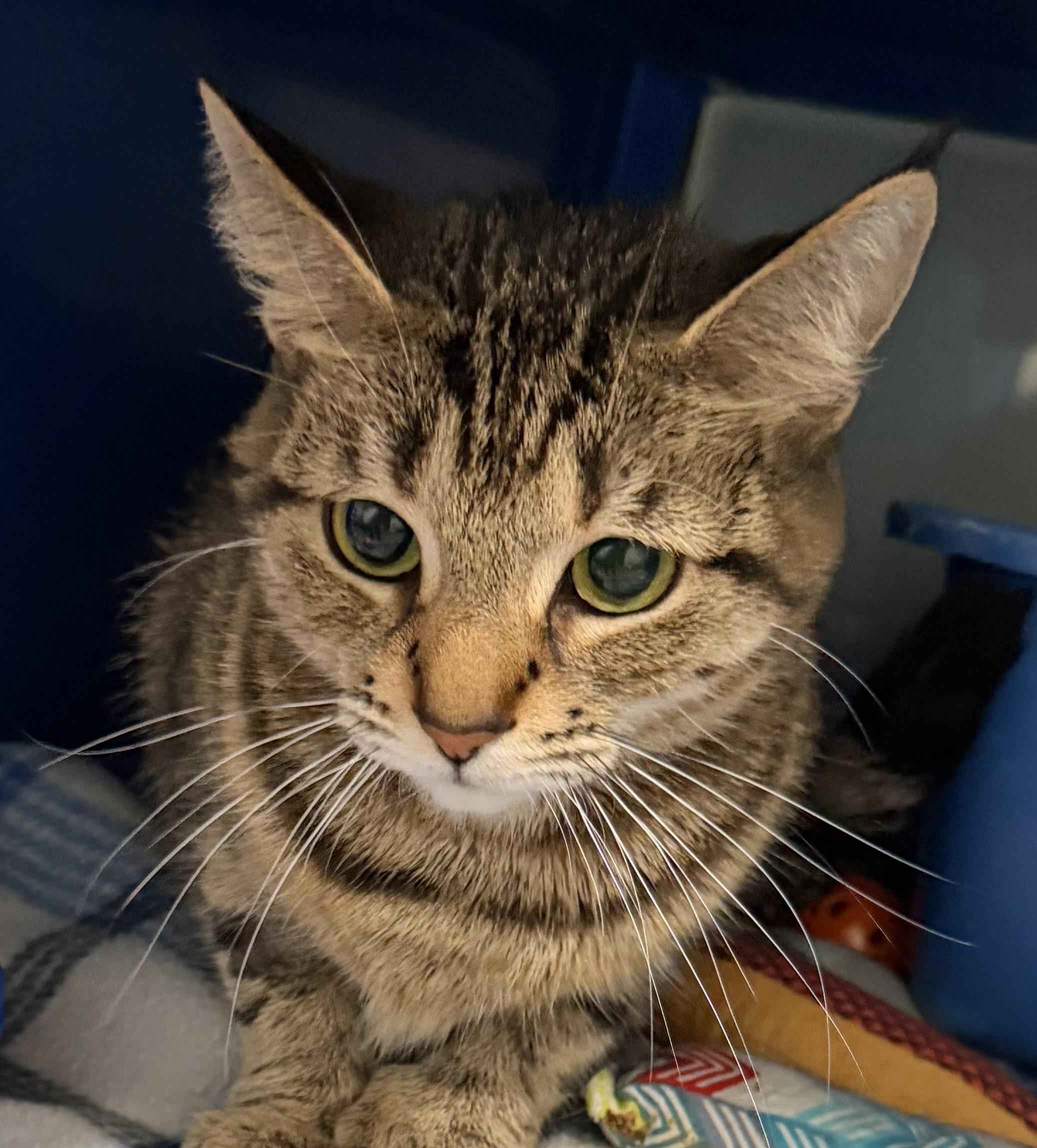 Rosie, Adoptable, Young Female Domestic Short Hair.