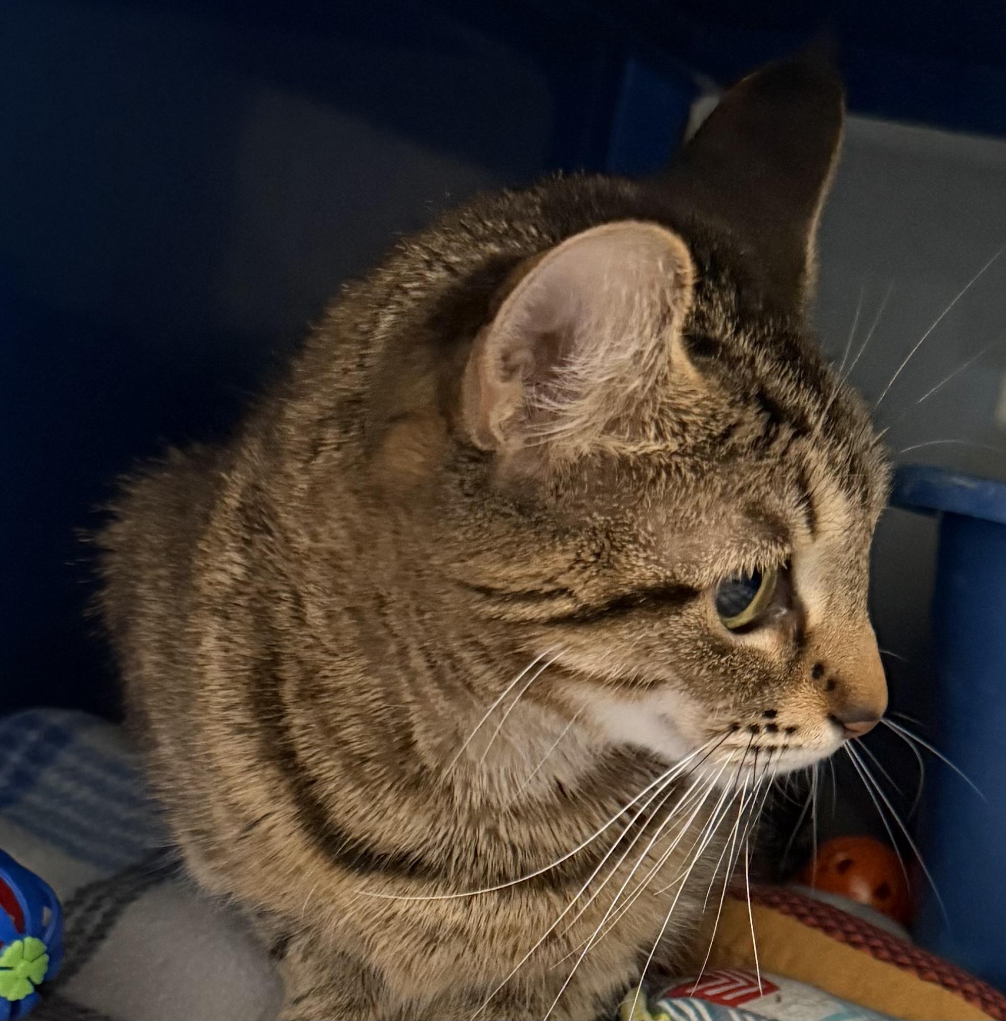 Enlarge Rosie, a Adoptable Domestic Short Hair in Sault Sainte Marie, MI image 2/3