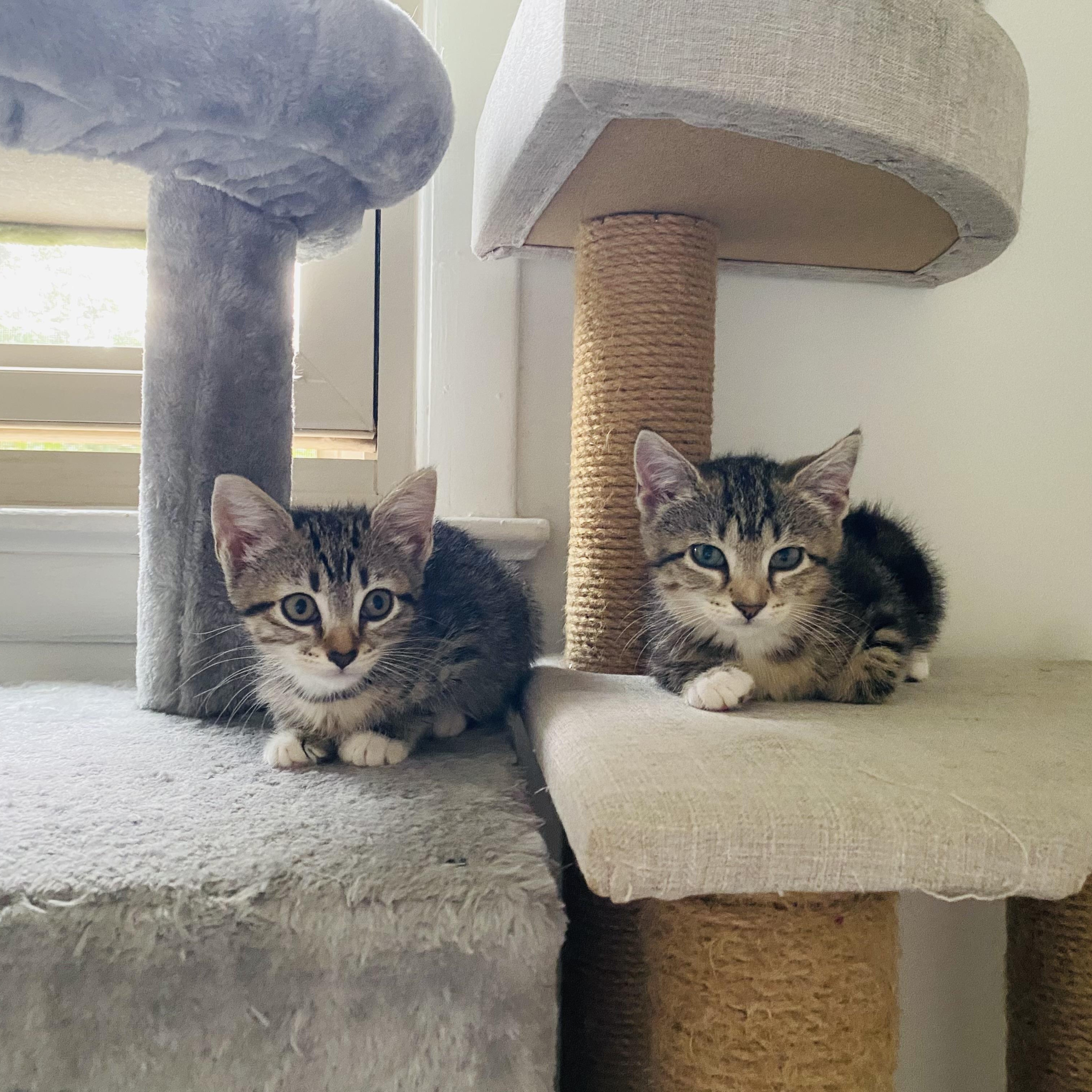 Charlotte & Bunnie, Baby Female Domestic Short Hair