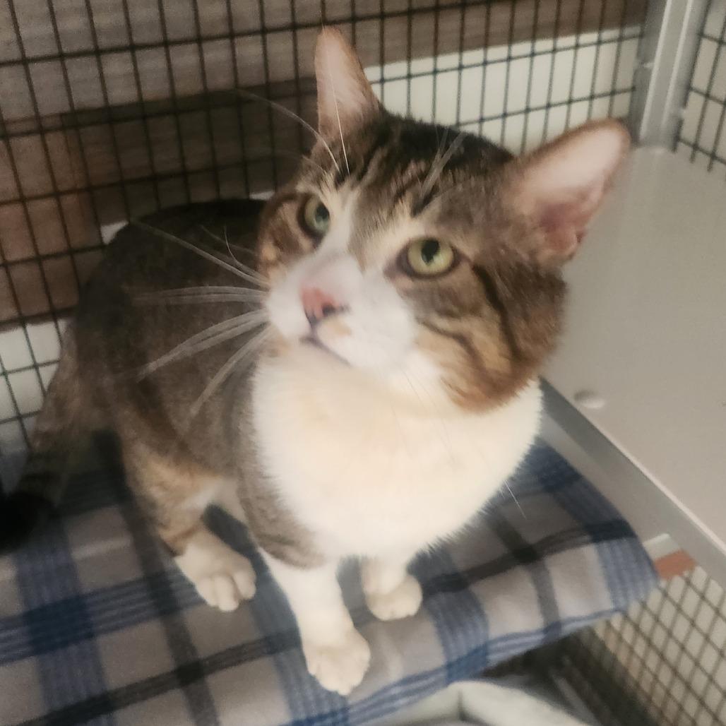 Maui, Adoptable, Adult Male Domestic Short Hair.