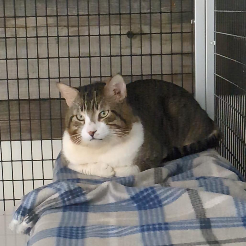 Maui, Adoptable, Young Male Domestic Short Hair.