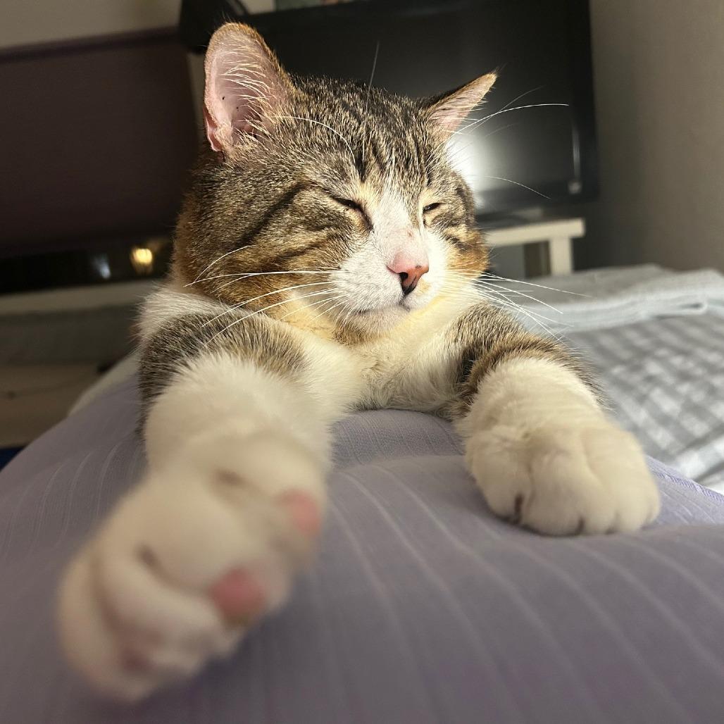 Enlarge Maui, a Adoptable Domestic Short Hair in Santa Rosa, CA image 2/6