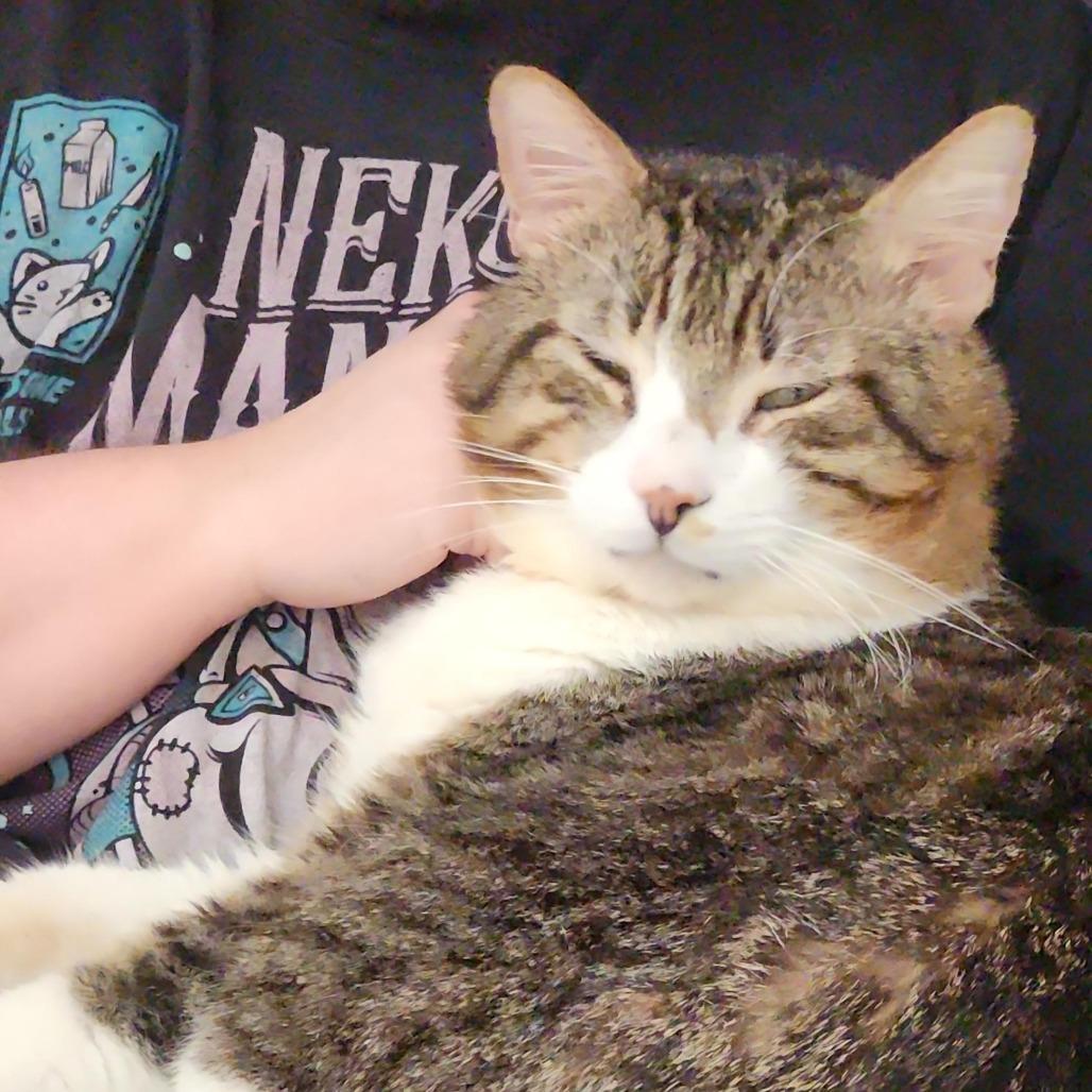 Enlarge Maui, a Adoptable Domestic Short Hair in Santa Rosa, CA image 2/6