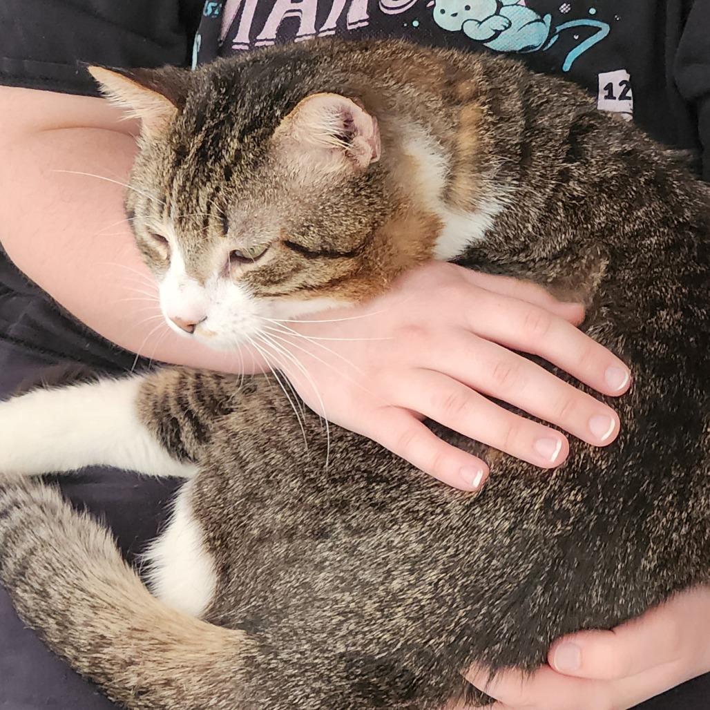 Enlarge Maui, a Adoptable Domestic Short Hair in Santa Rosa, CA image 3/6