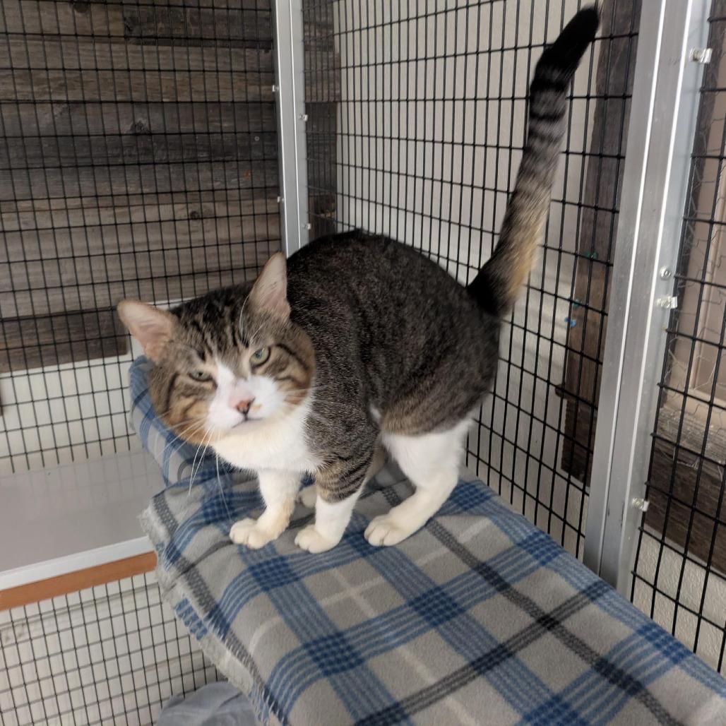 Enlarge Maui, a Adoptable Domestic Short Hair in Santa Rosa, CA image 4/6