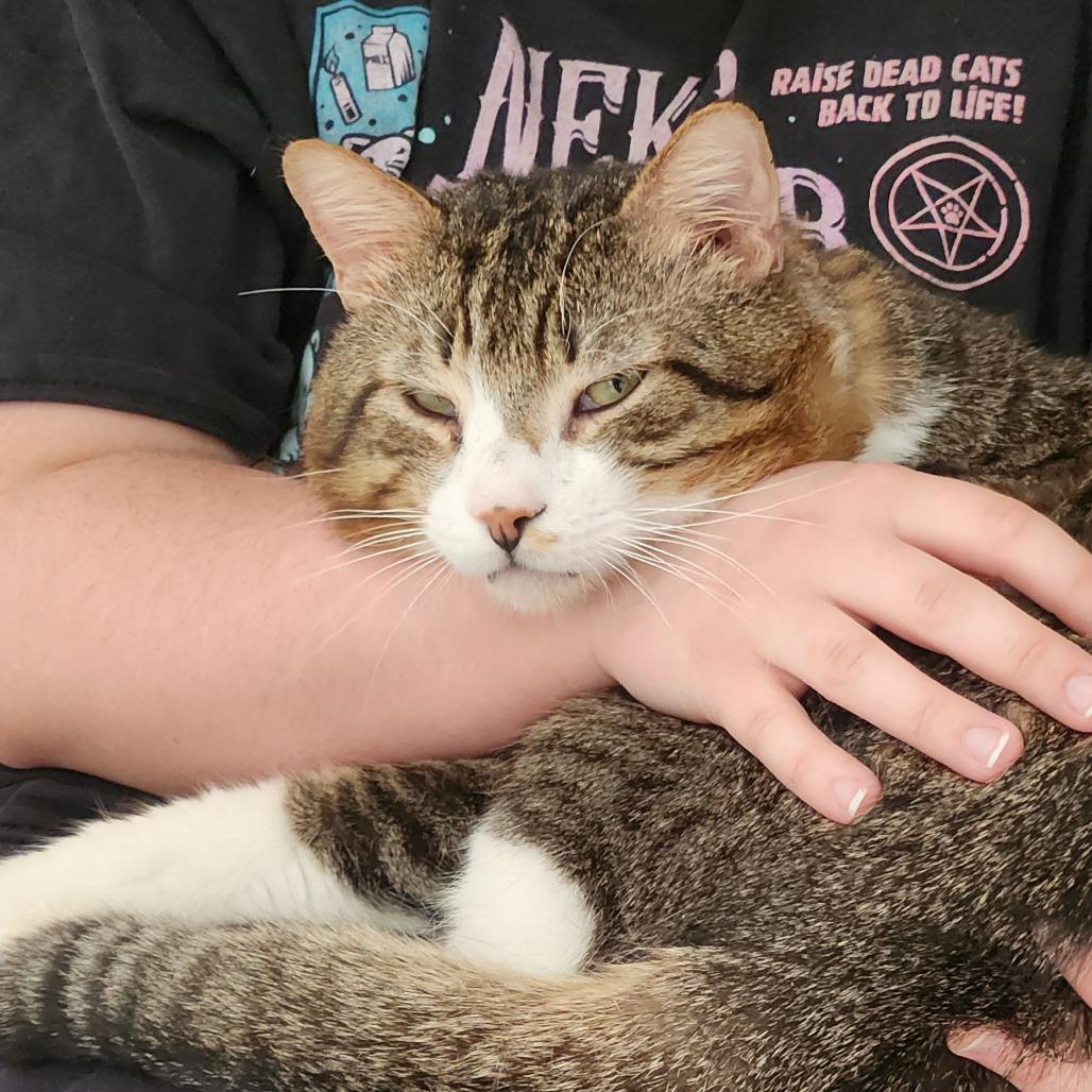 Enlarge Maui, a Adoptable Domestic Short Hair in Santa Rosa, CA image 5/6