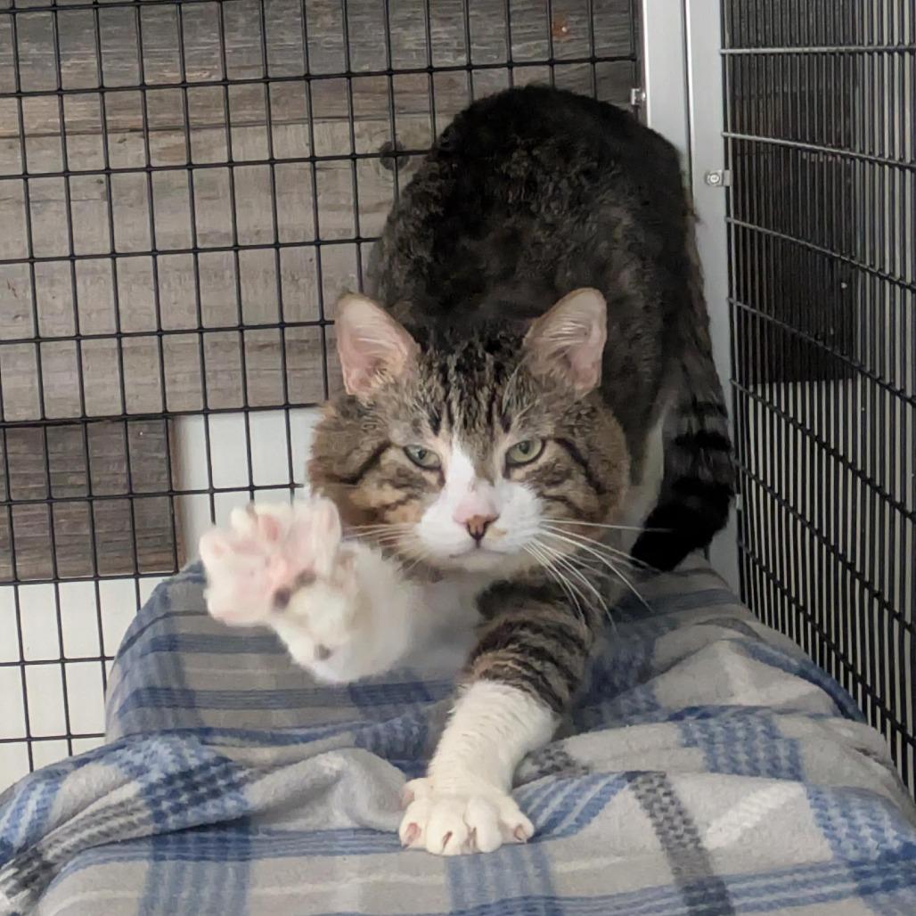 Enlarge Maui, a Adoptable Domestic Short Hair in Santa Rosa, CA image 6/6