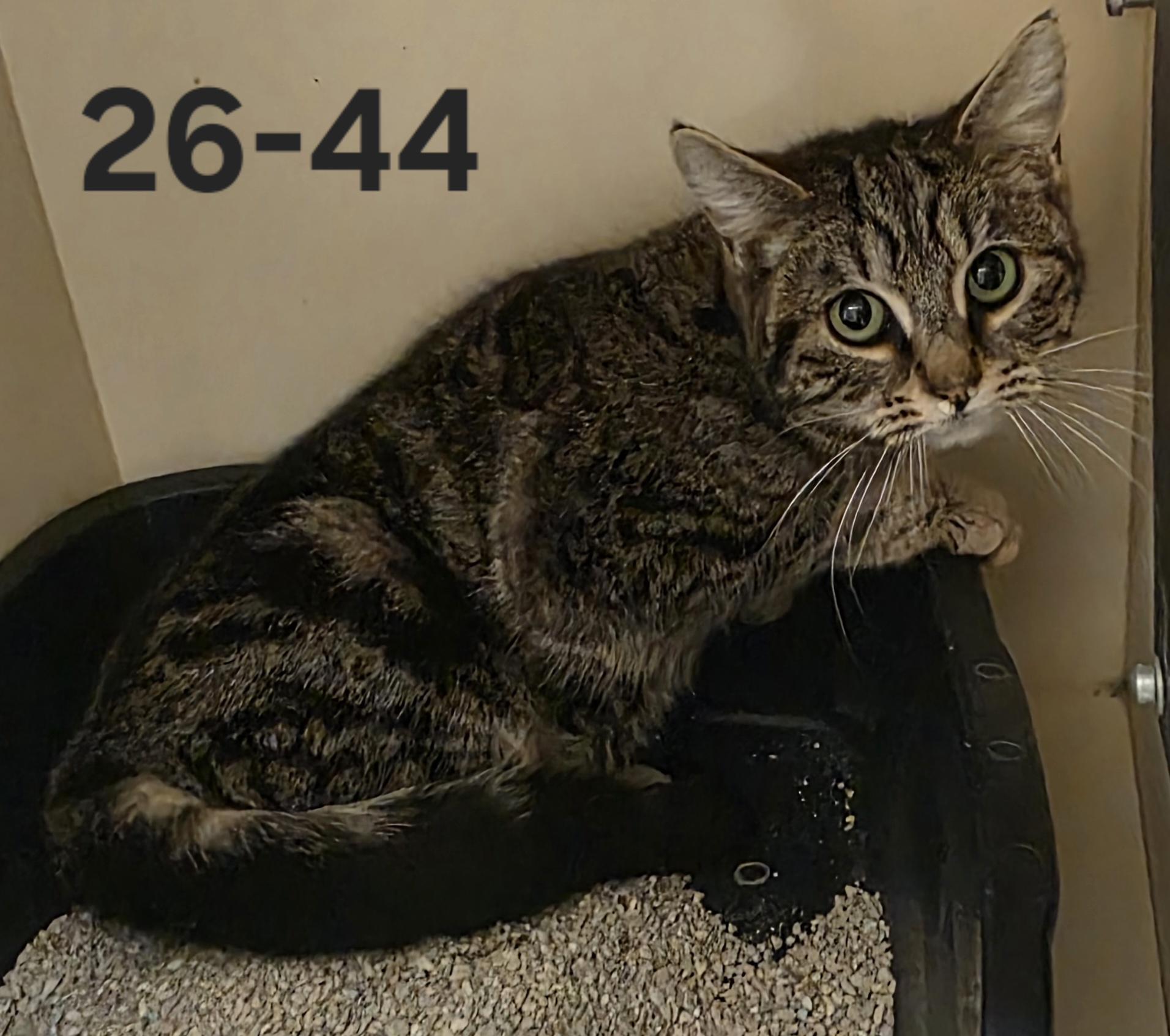 Enlarge 26-44, a ADOPTABLE Domestic Short Hair in Ridgecrest, CA image 1/1
