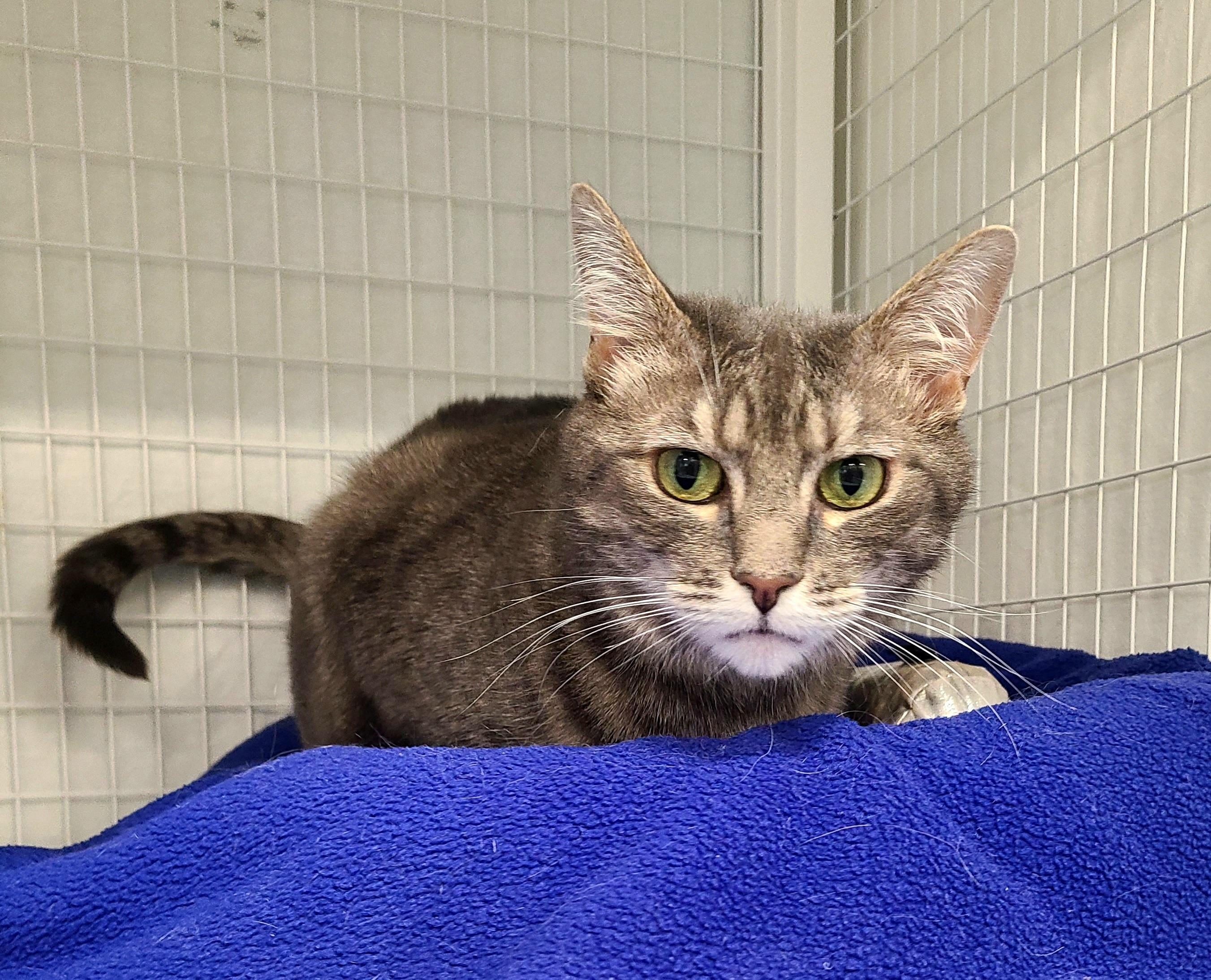 Enlarge Natalie, a ADOPTABLE Domestic Short Hair in Kirkland, WA image 1/1