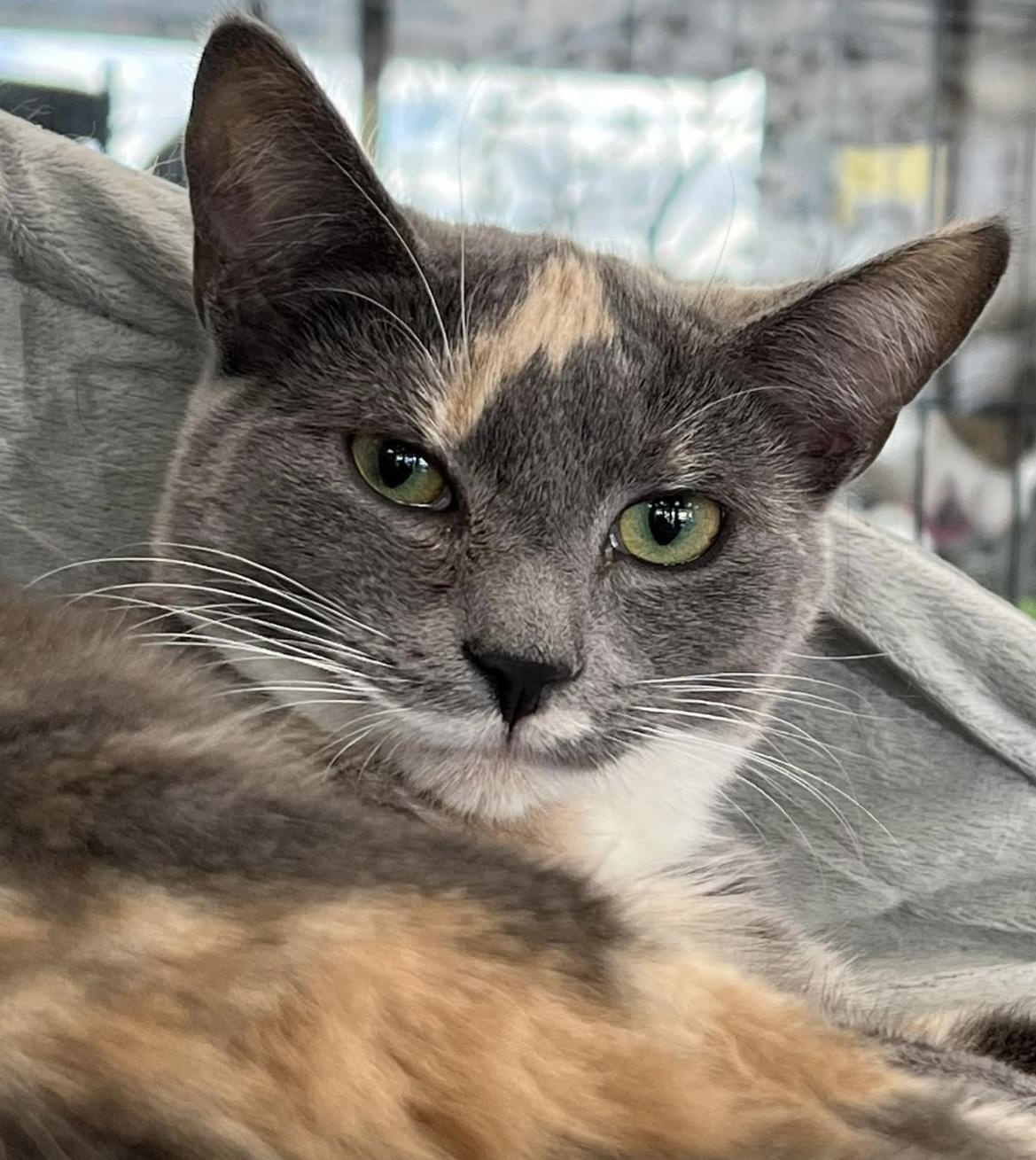 Enlarge Maple, an adopted Domestic Short Hair in Johnston, RI image 2/6