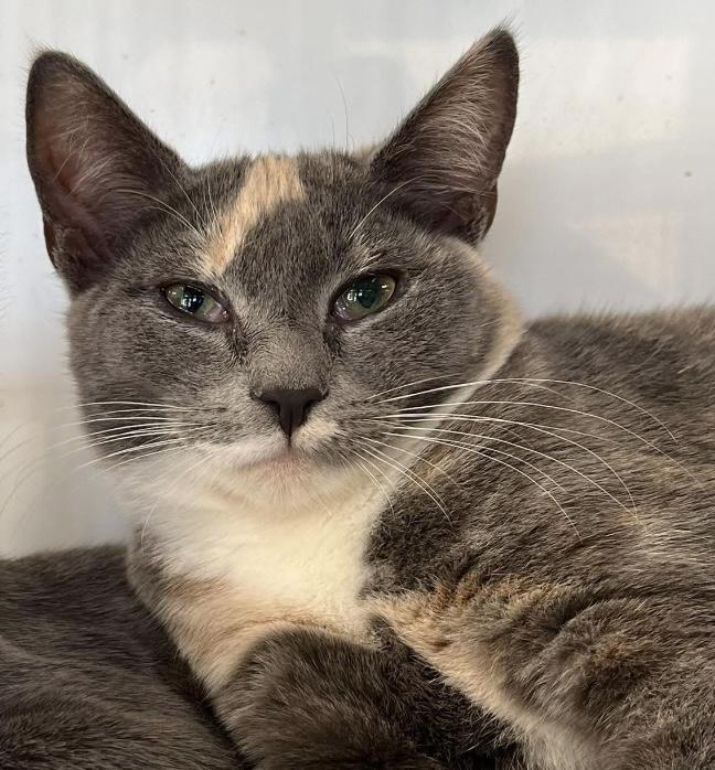 Enlarge Maple, an adopted Domestic Short Hair in Johnston, RI image 5/6