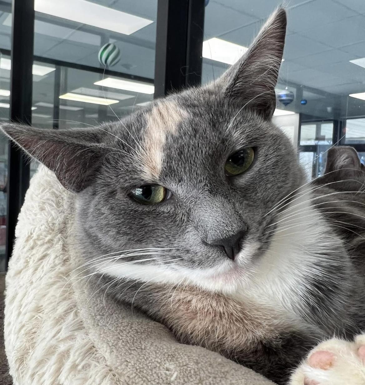 Enlarge Maple, an adopted Domestic Short Hair in Johnston, RI image 4/6