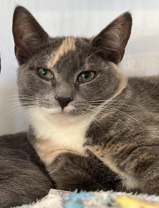 Enlarge Maple, an adopted Domestic Short Hair in Johnston, RI image 6/6