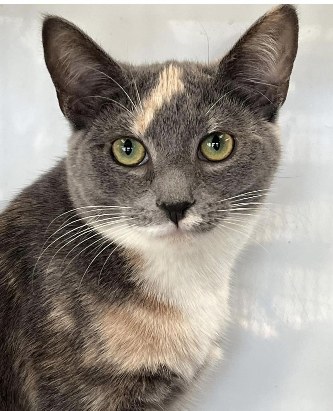 Enlarge Maple, an adopted Domestic Short Hair in Johnston, RI image 3/6