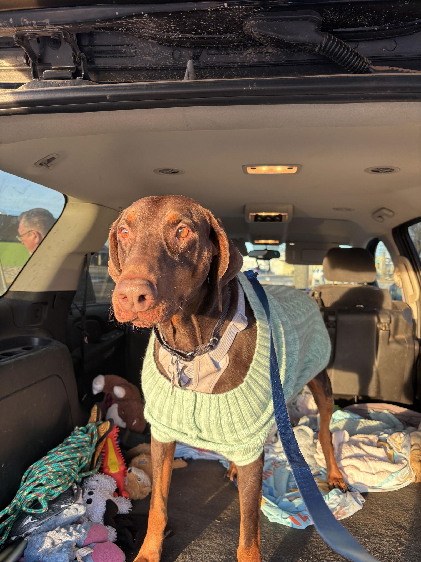 Dolce, Adopted, Adult Female Doberman Pinscher.