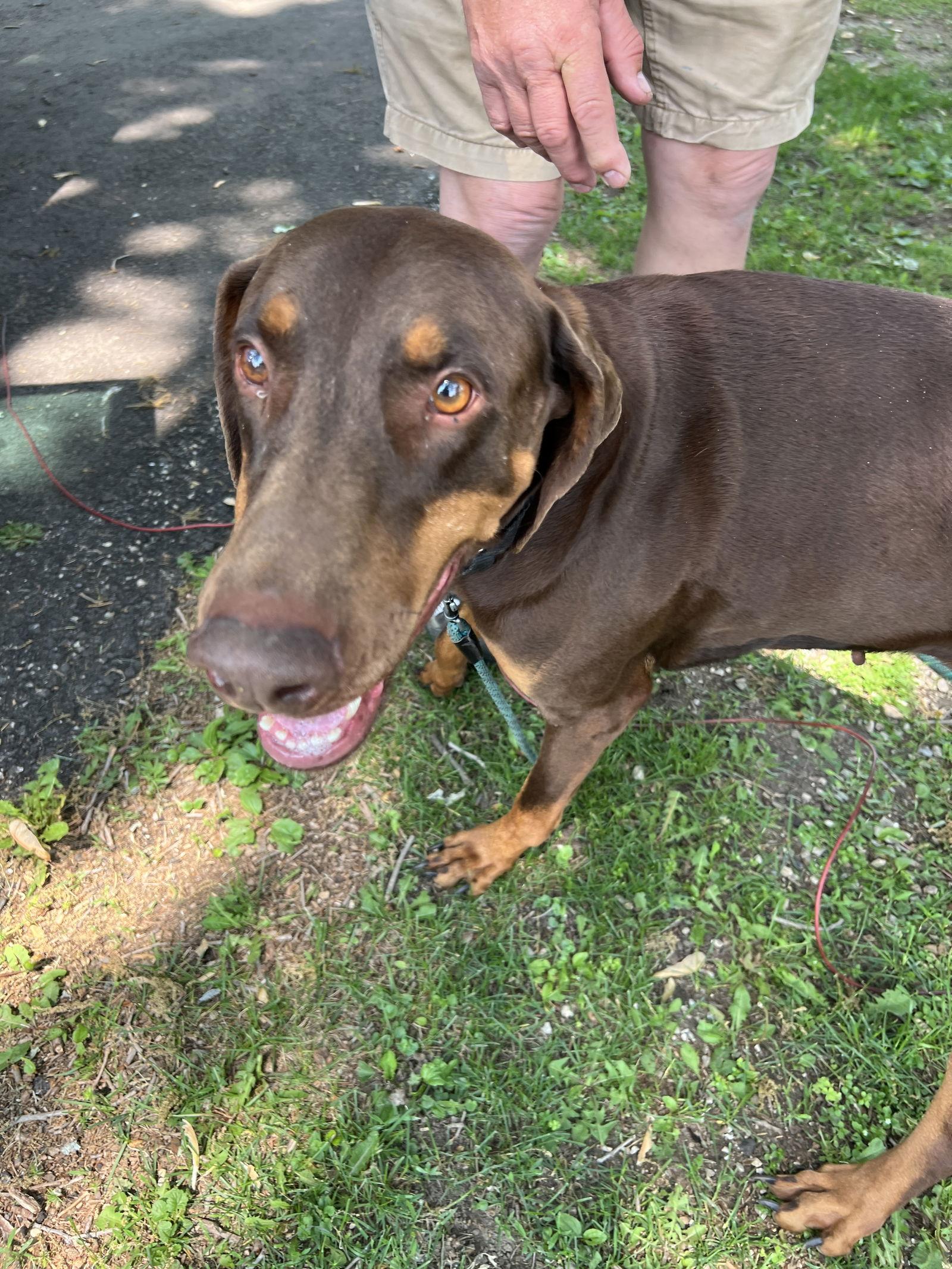Enlarge Dolce, a Adopted Doberman Pinscher in Minneapolis, MN image 2/3